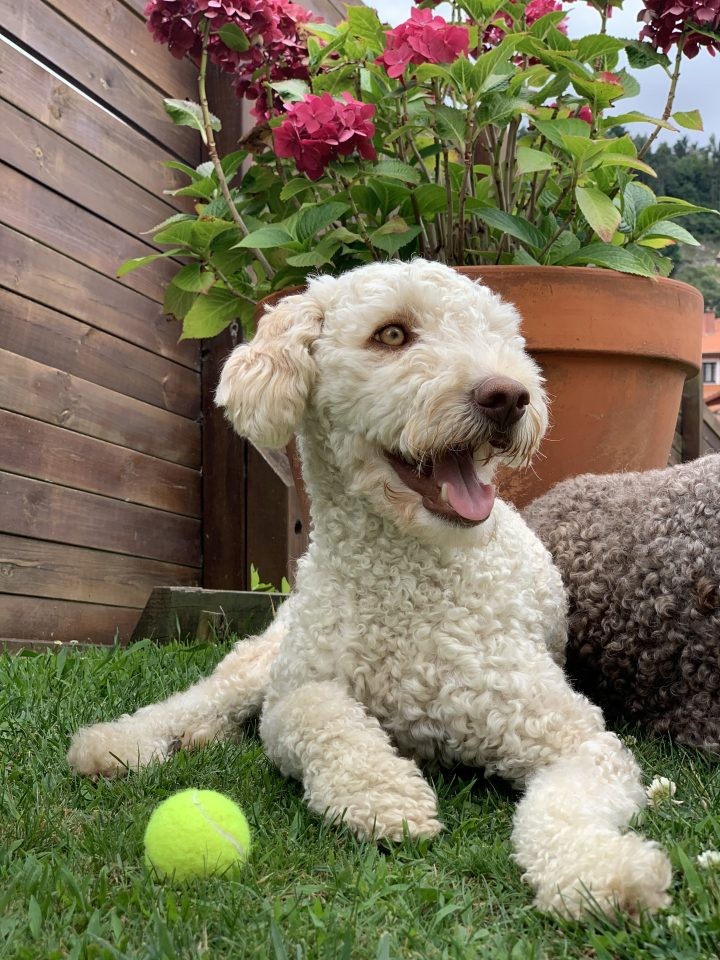 Maya, perra de terapia blanca, tumbada en el césped junto a una pelota