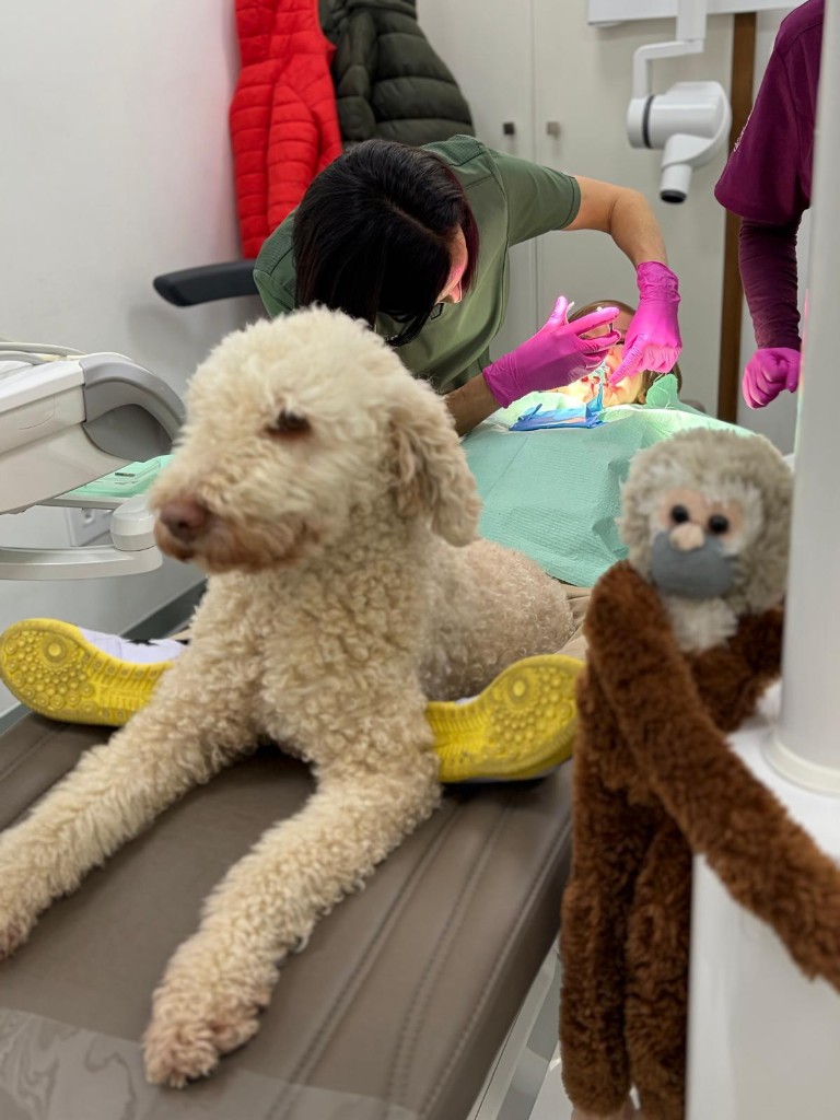 Ponga, perro de terapia claro, tumbado en un sillón de clínica dental