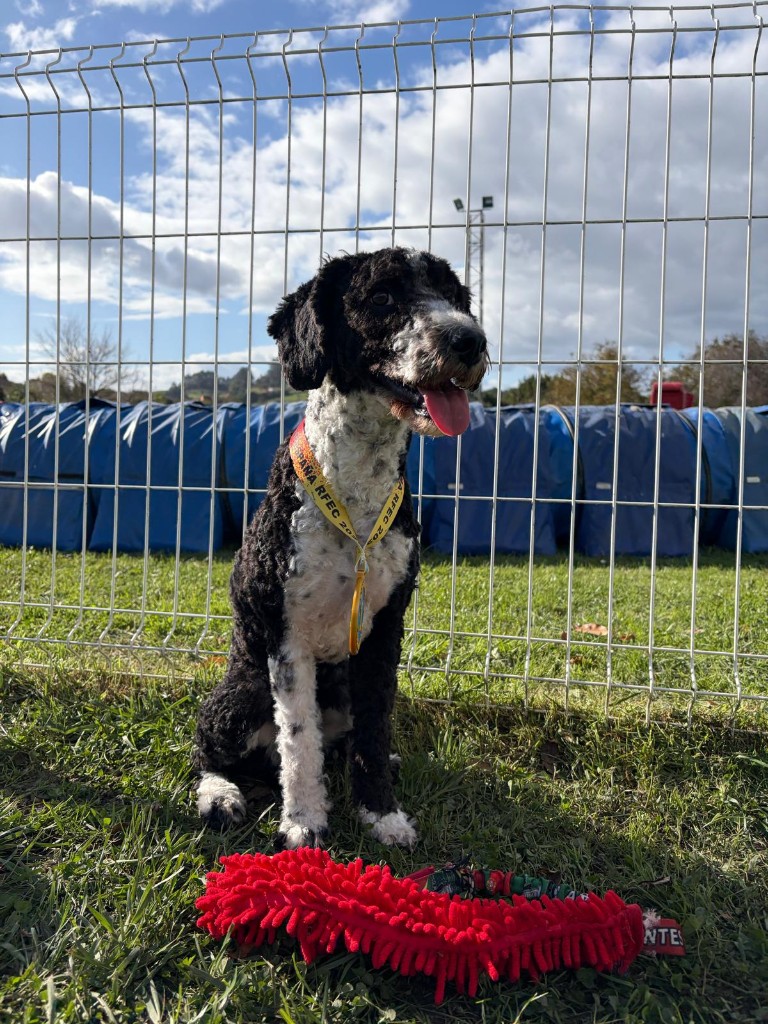 Sami, perro de terapia negro y blanco, sentado en el césped con un juguete rojo