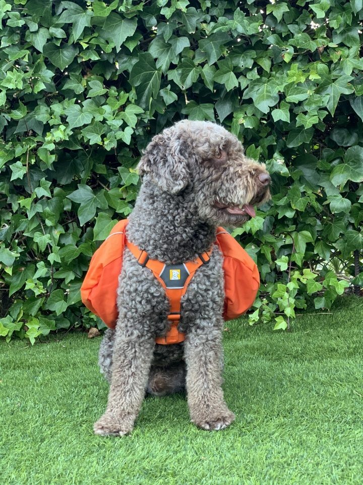 Tuco, perro de terapia, sentado sobre el césped con un arnés naranja